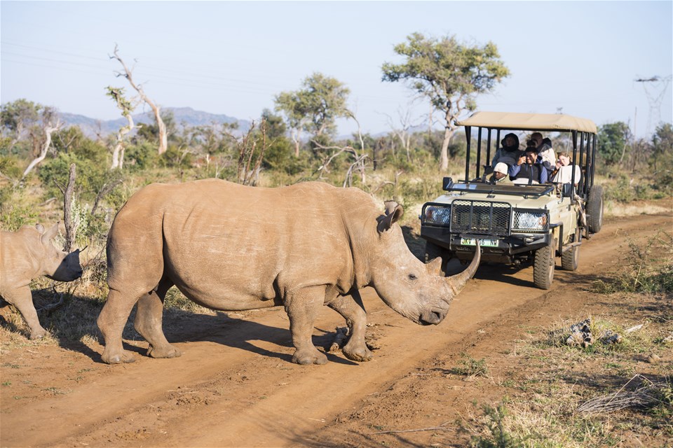 Madikwe & Western Cape Family Adventure