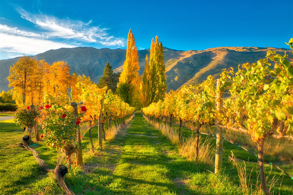 New Zealand's Food and Wine Trail