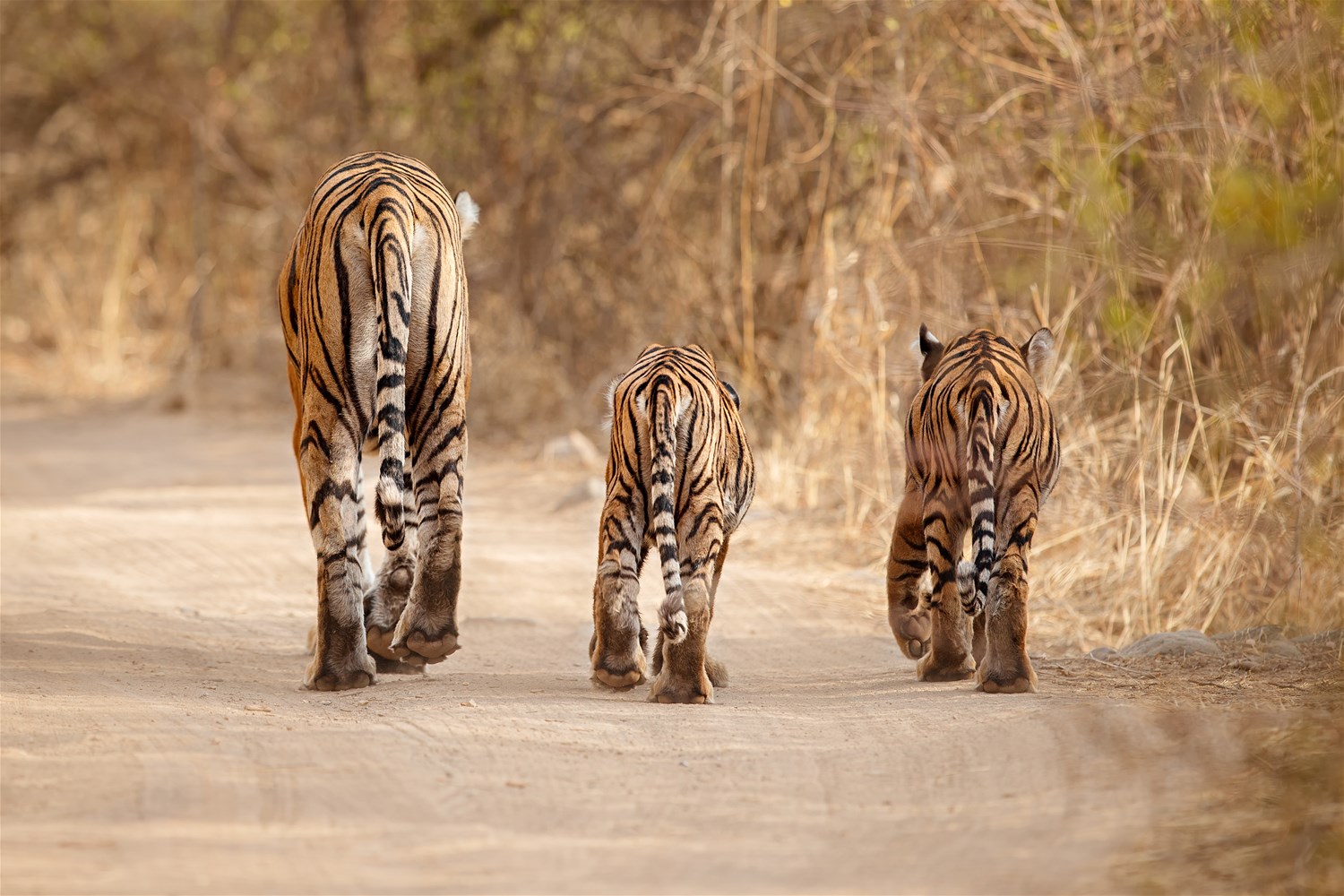 Pench National Park