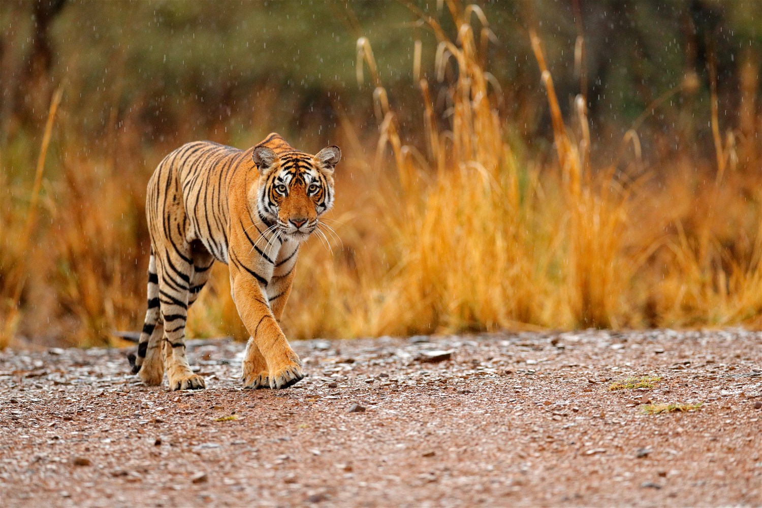 Ranthambore National Park