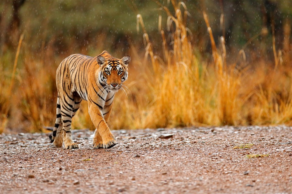 Tigers & Temples