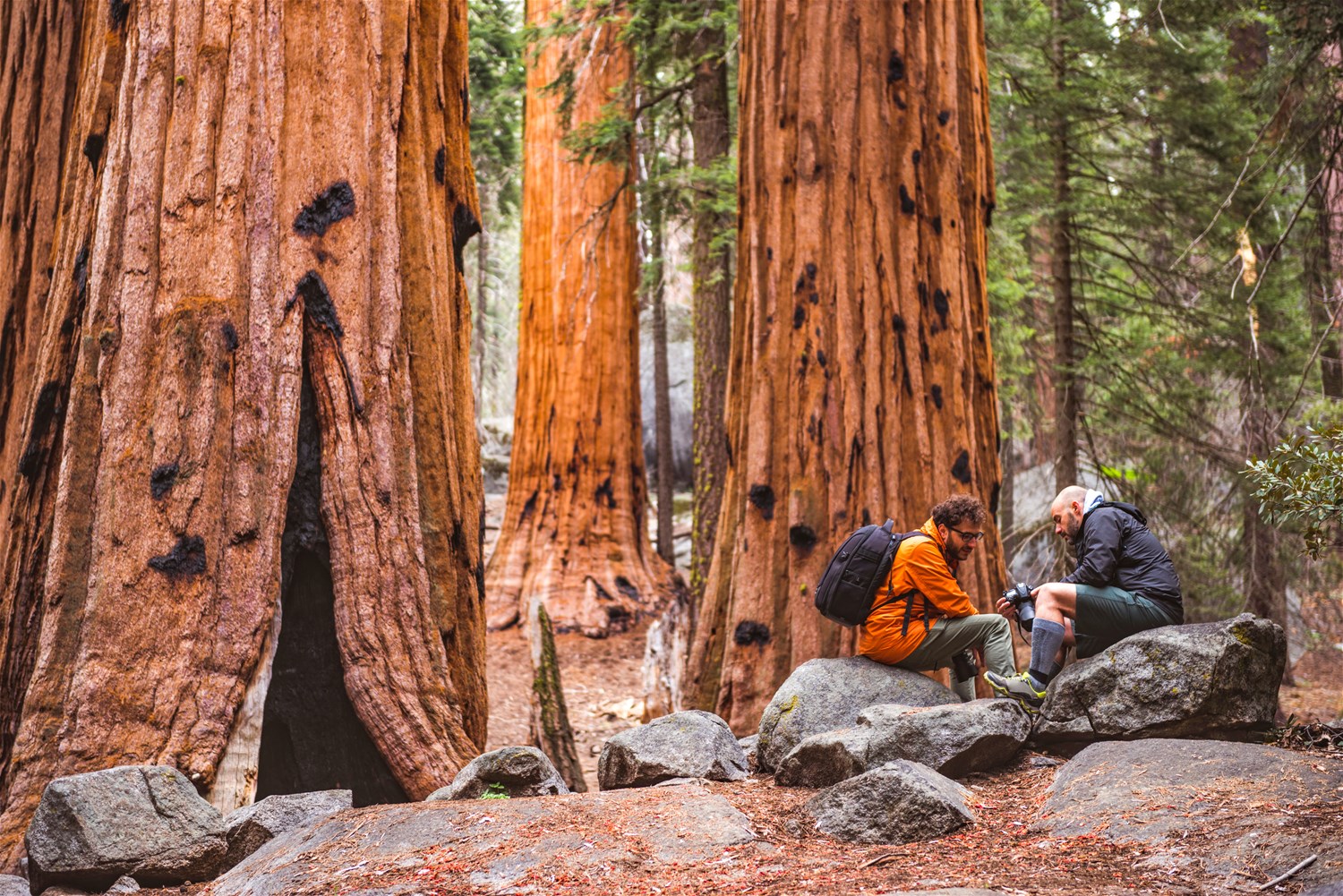 Yosemite, Sequioa & Kings Canyon National Parks