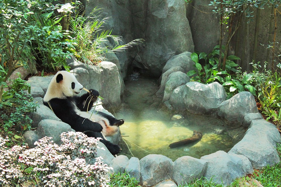 River Wonders & Giant Panda Forest