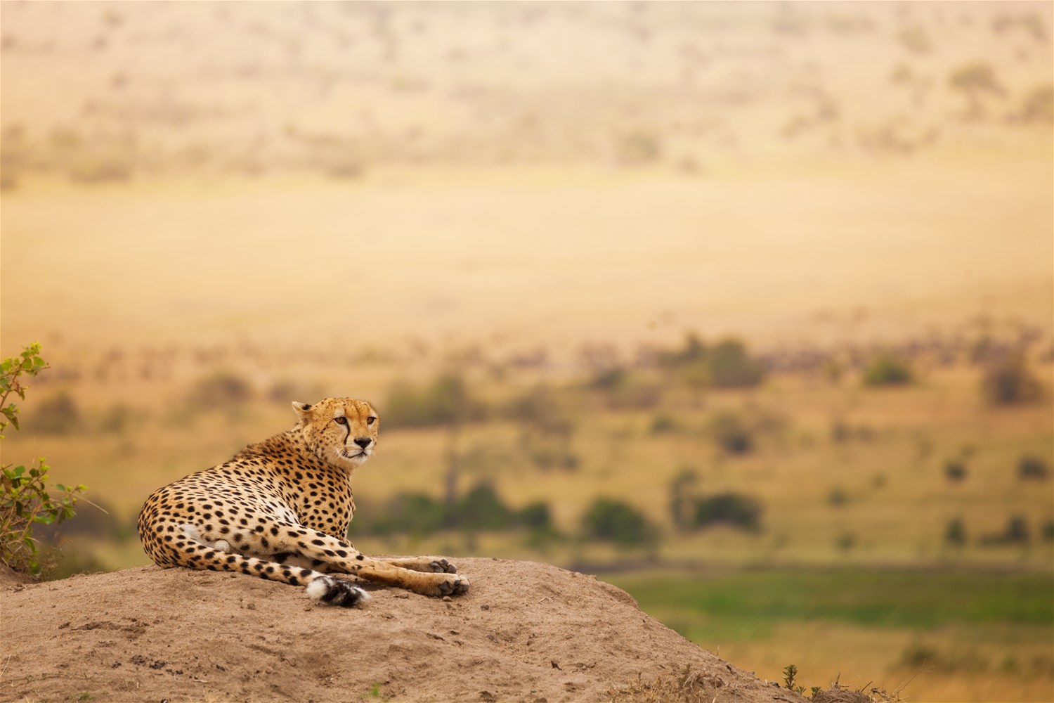 Masai Mara