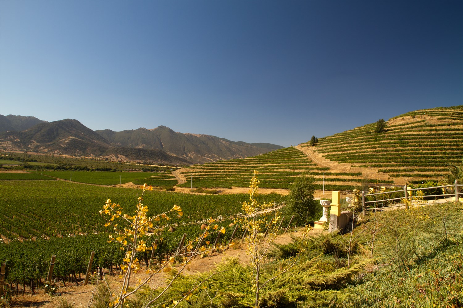 Vineyards & Winelands