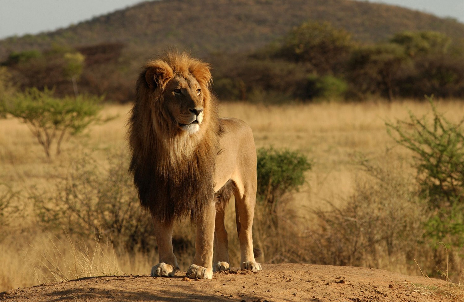 Laikipia Plateau