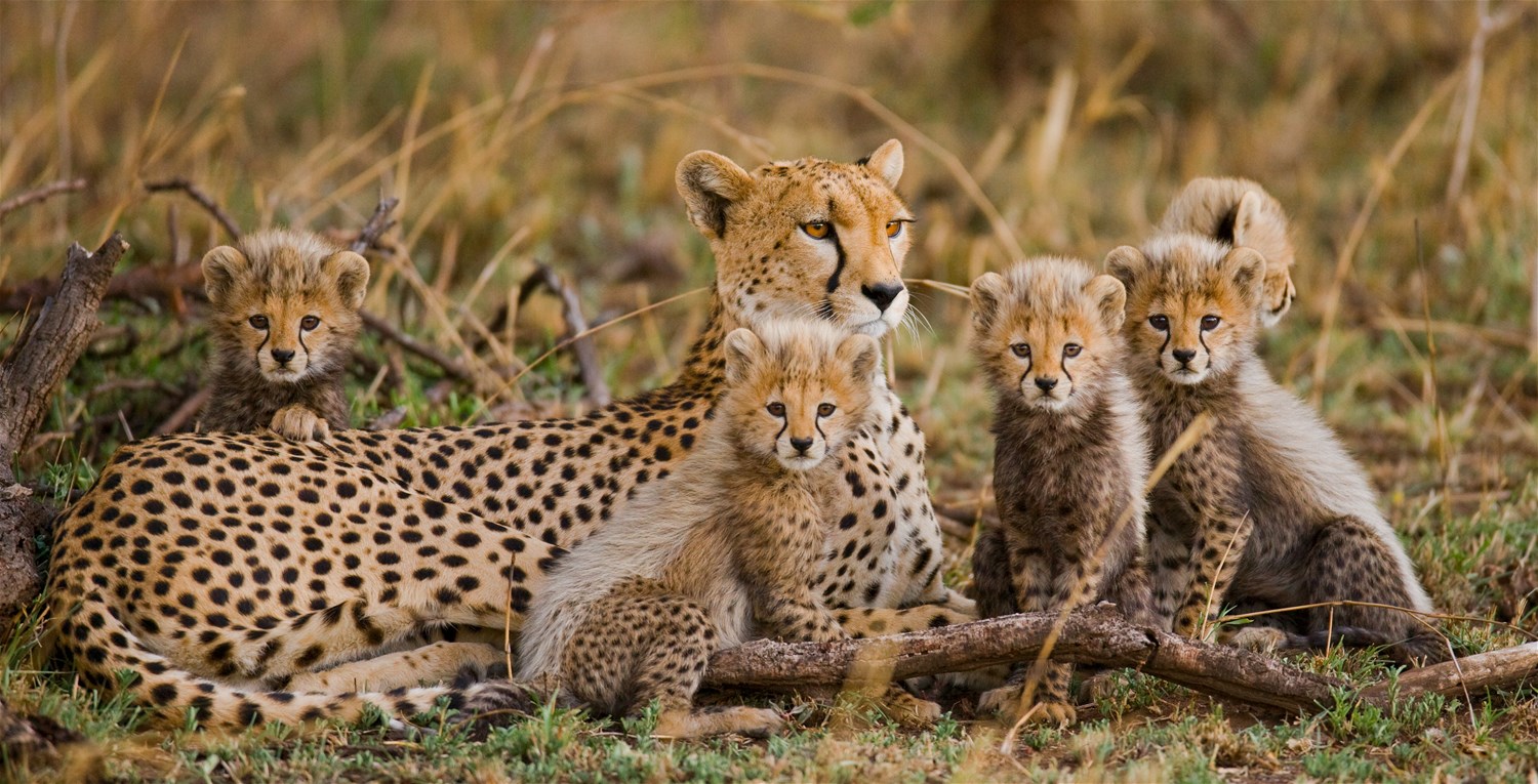 Greater Kruger, Karongwe, Marakele & Madikwe Game Reserves