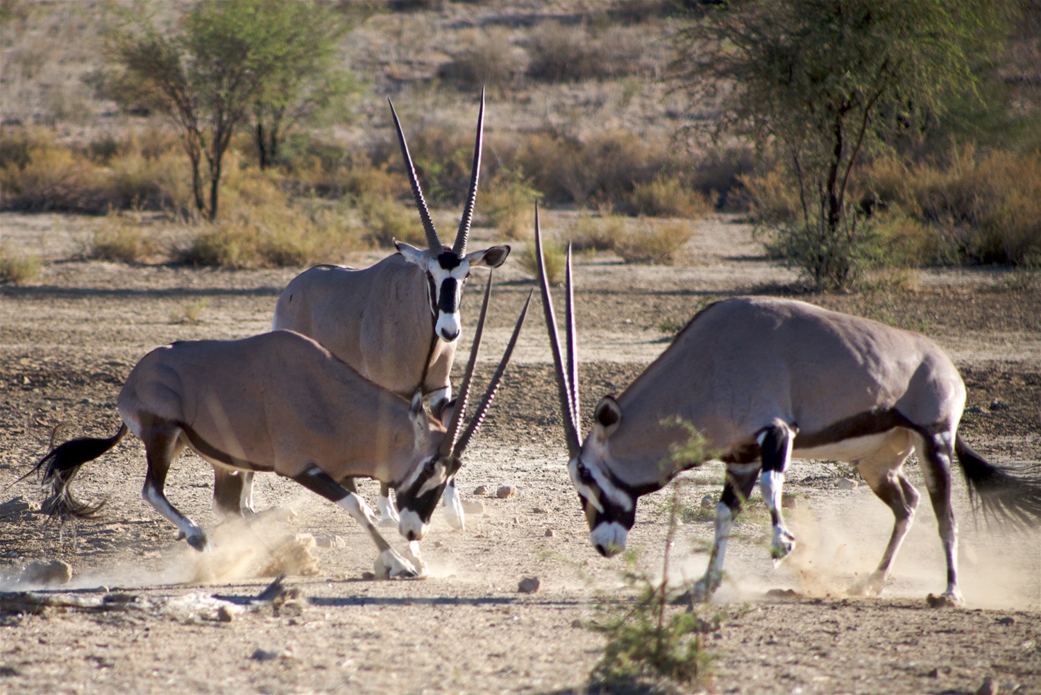 Central Kalahari Game Reserve