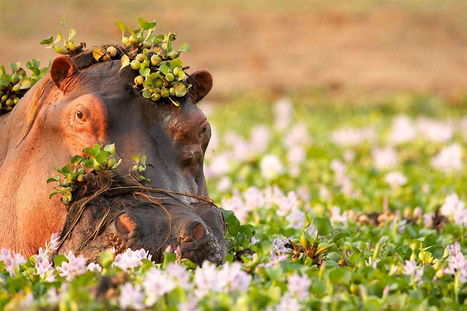 Mana Pools National Park