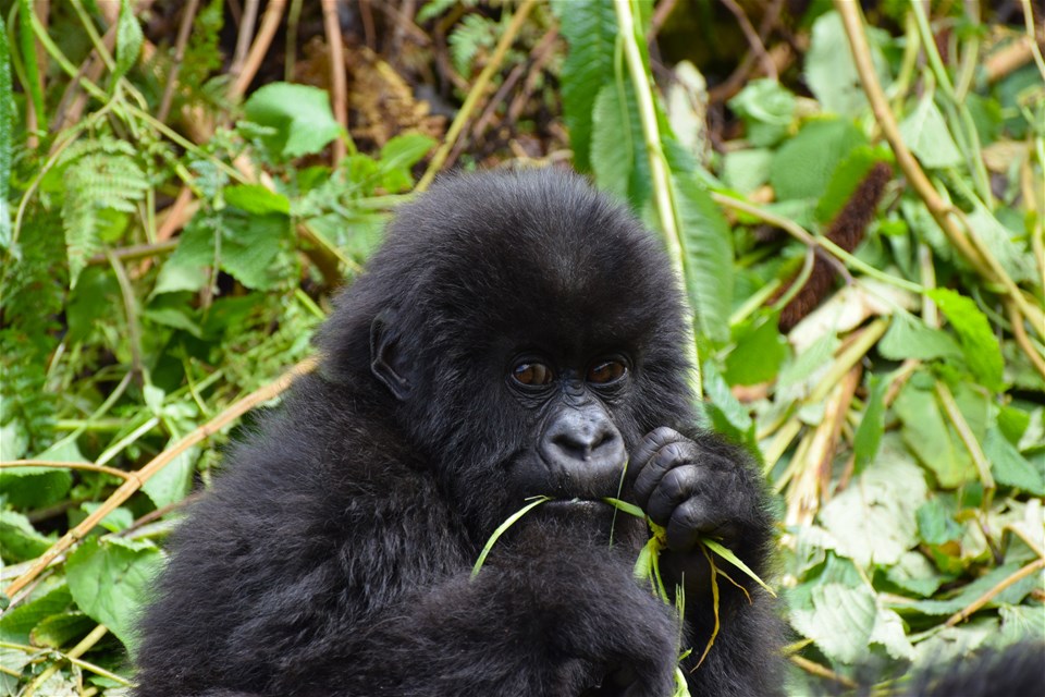 Gorillas Through The Mist