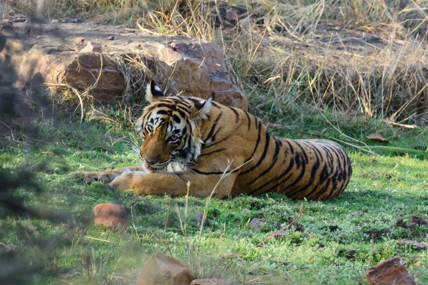 Tadoba-Andhari Tiger Reserve