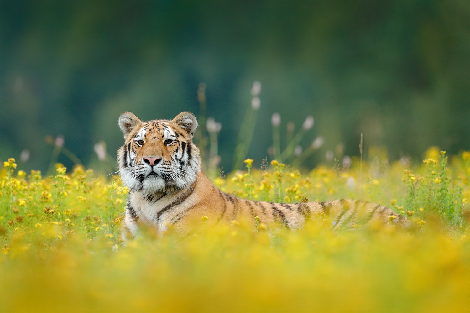 Kanha National Park