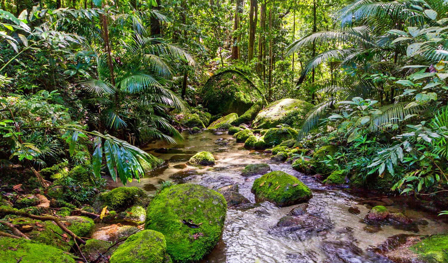 The Daintree, Tablelands & Mission Beach