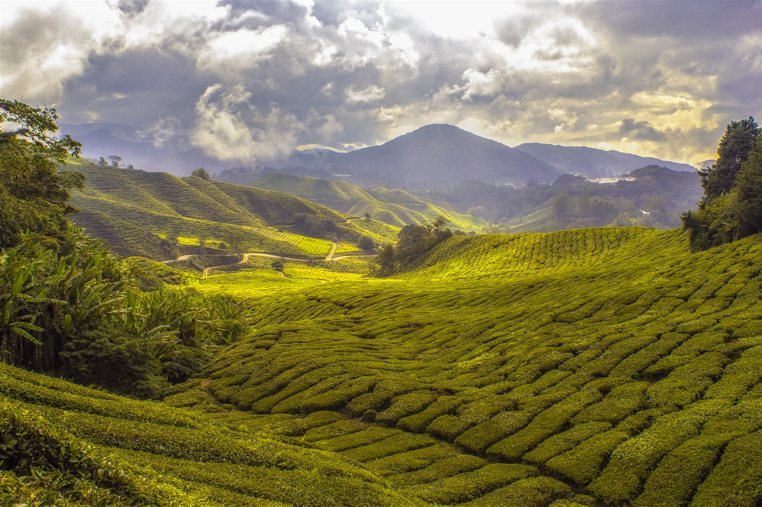 Cameron Highlands