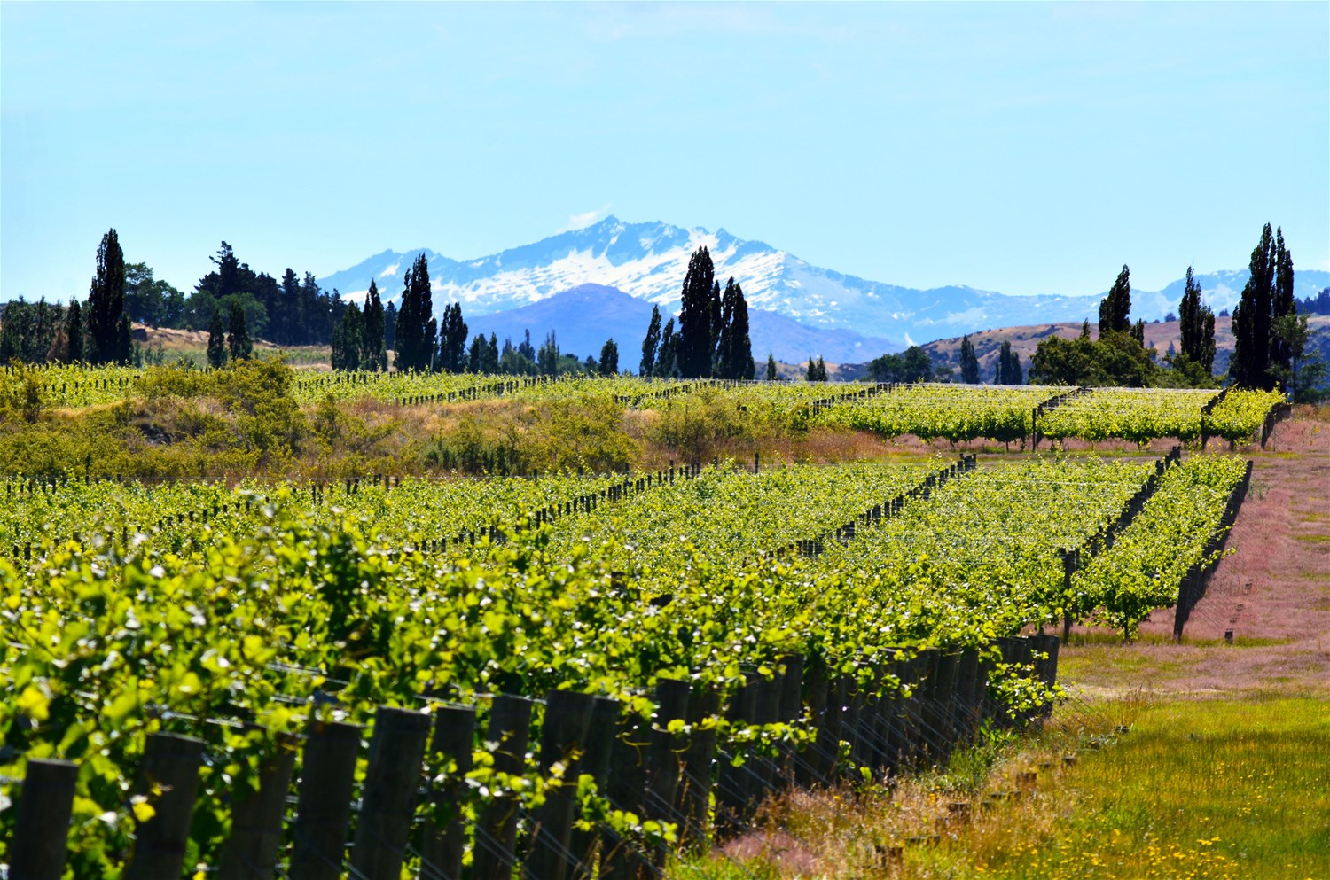 Gibbston Valley