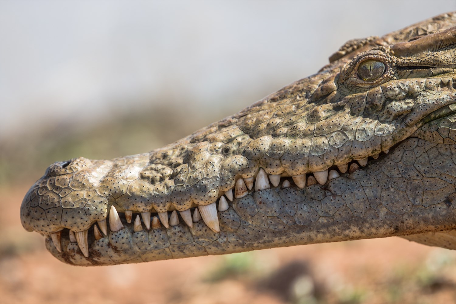 South Luangwa National Park