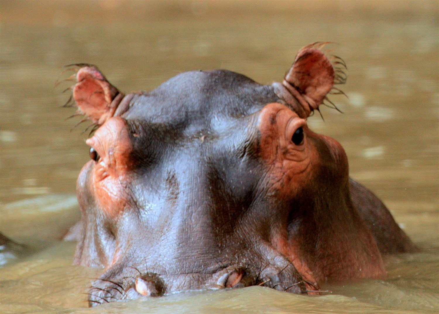 Lower Zambezi National Park