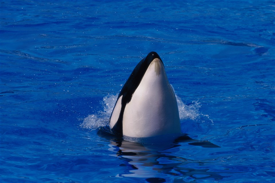 Campbell River Whale Watching