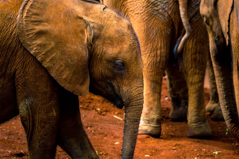 Sheldrick Elephant Orphanage