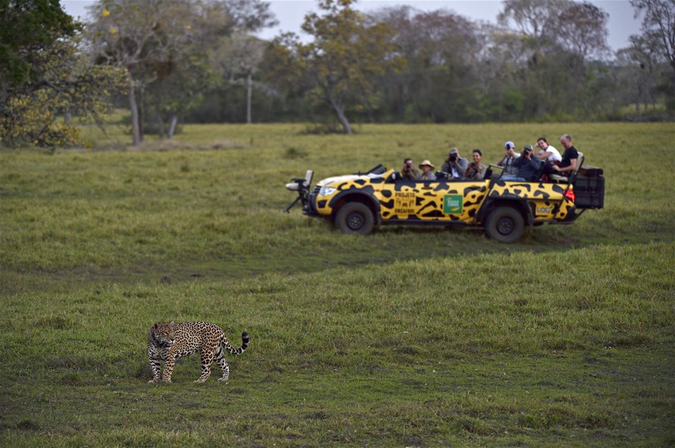 Jaguar Experience at Caiman