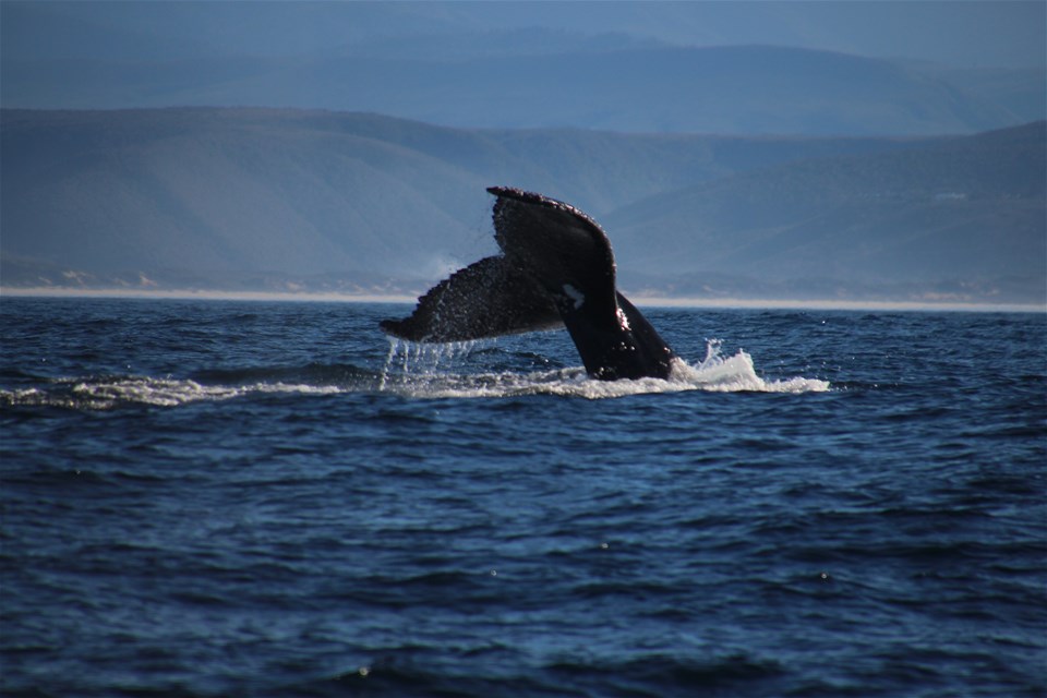 Plettenberg Bay Whale Watching Tour