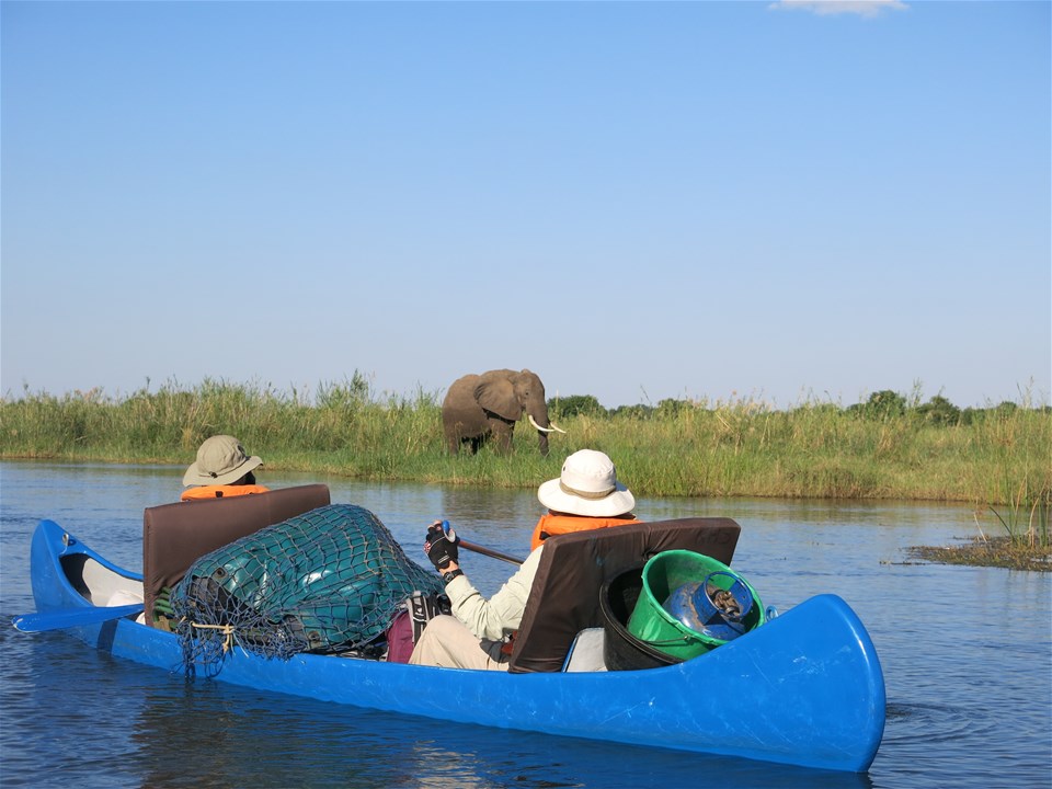 Zambezi Canoe Safari