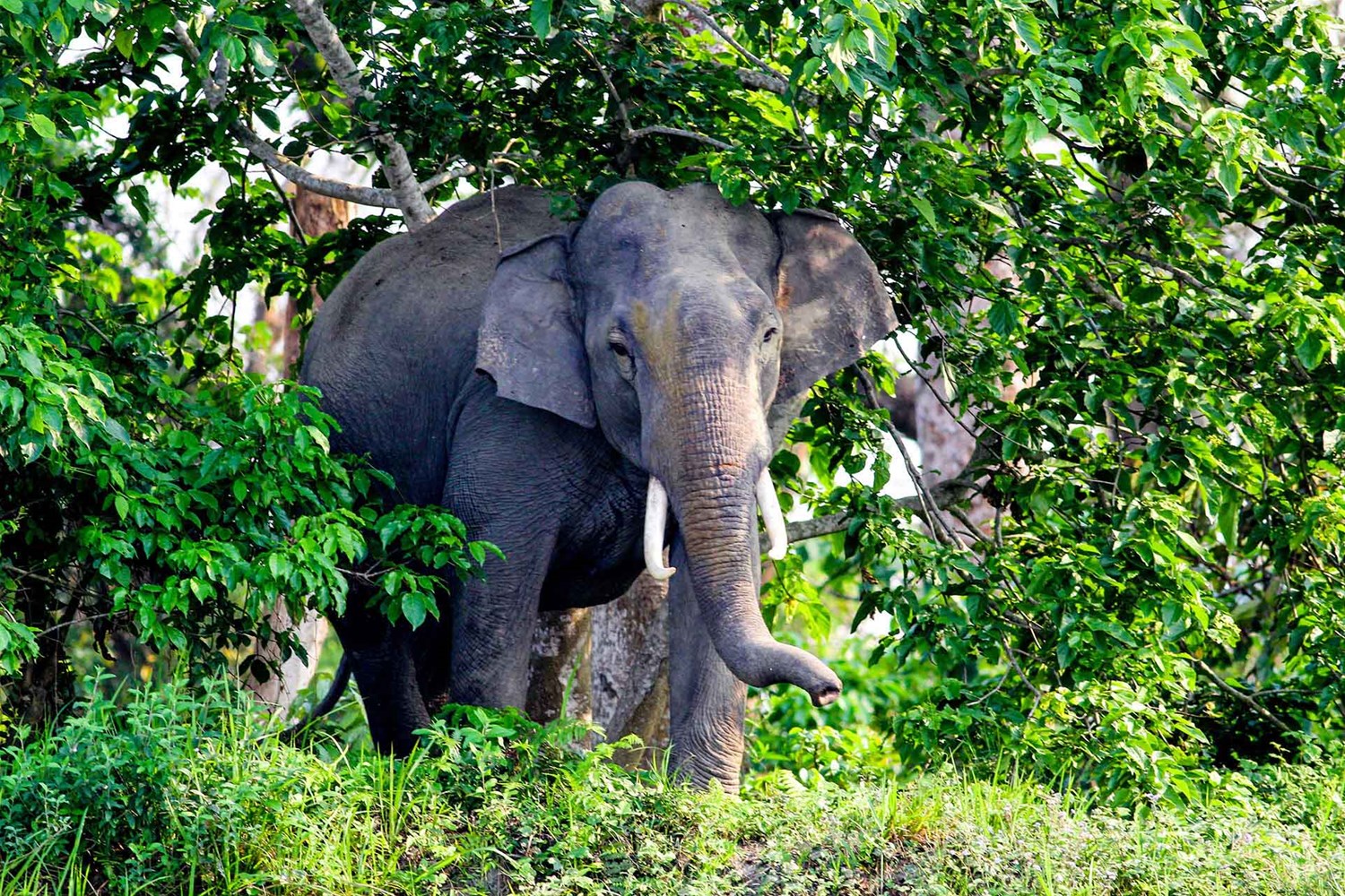 Kaziranga National Park