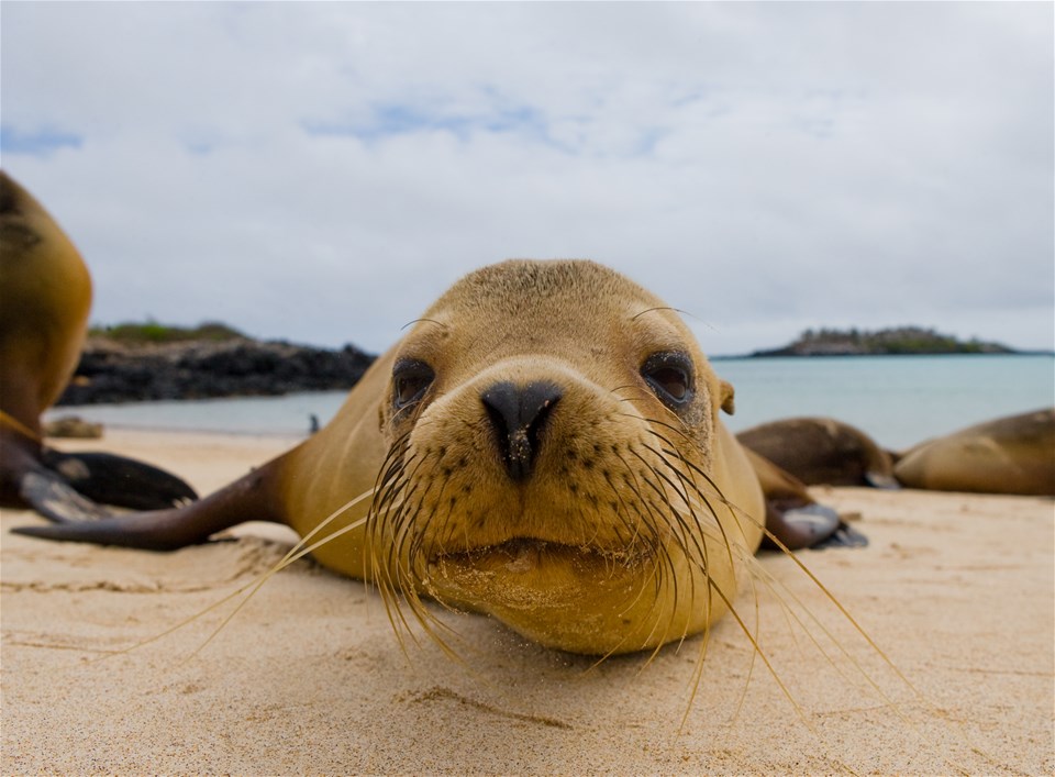 Galapagos - Silversea