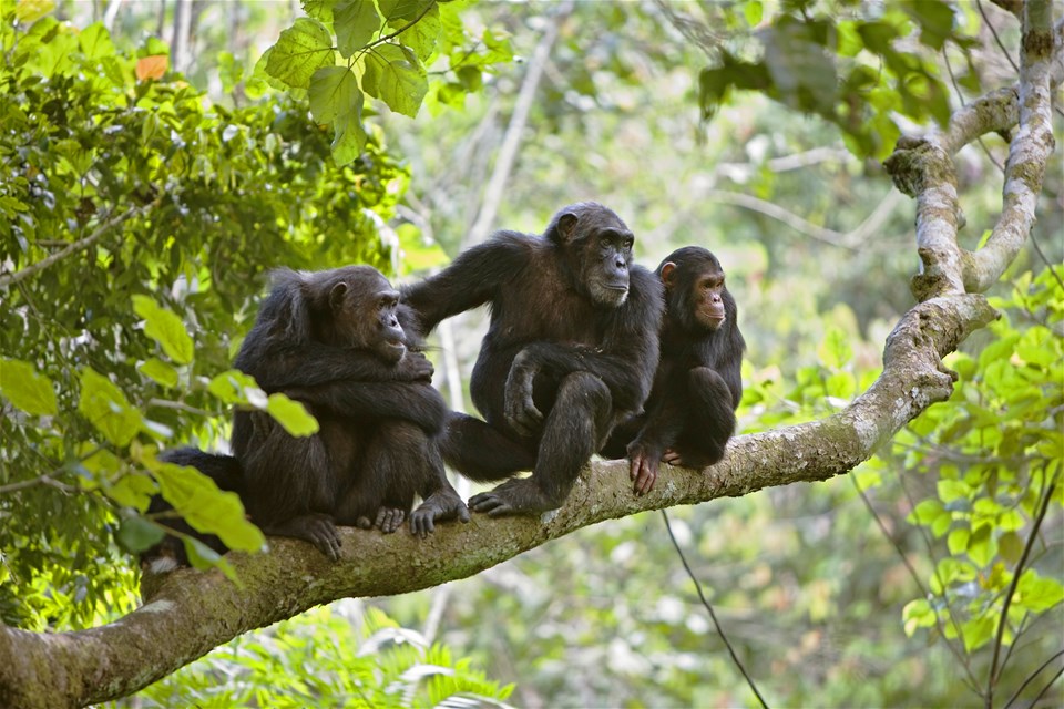 Gorillas & Chimps of Rwanda