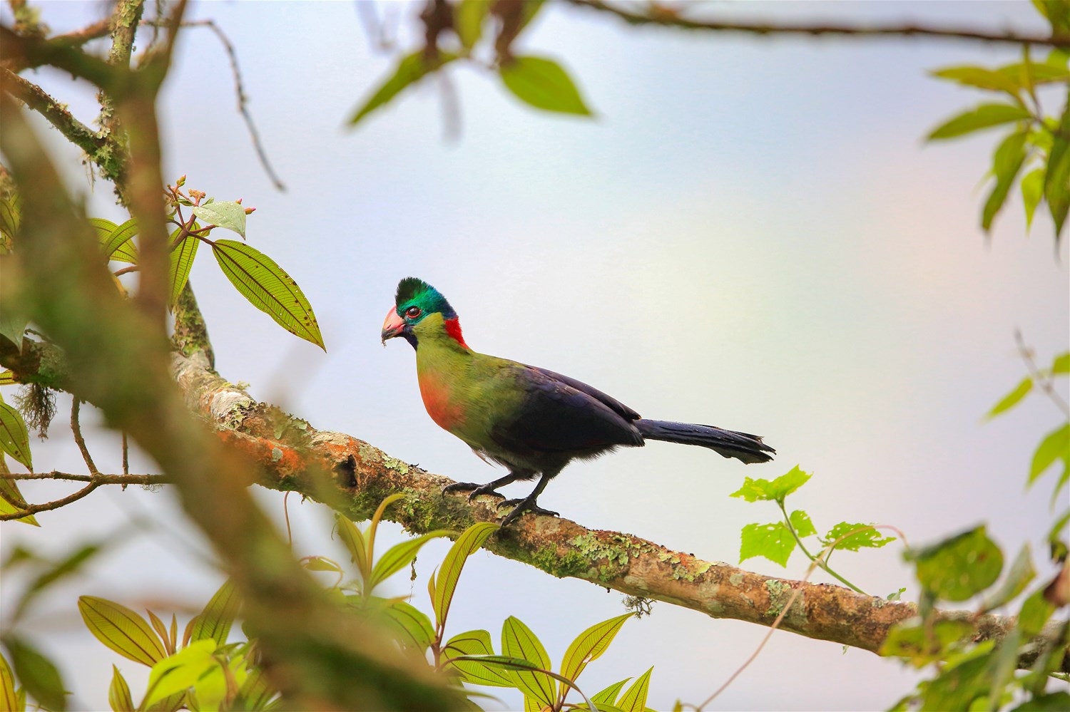 Nyungwe National Park