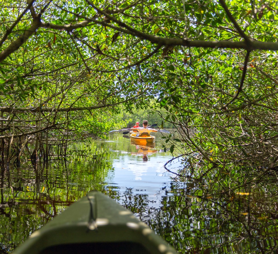 Everglades Mangrove Kayaking Tour