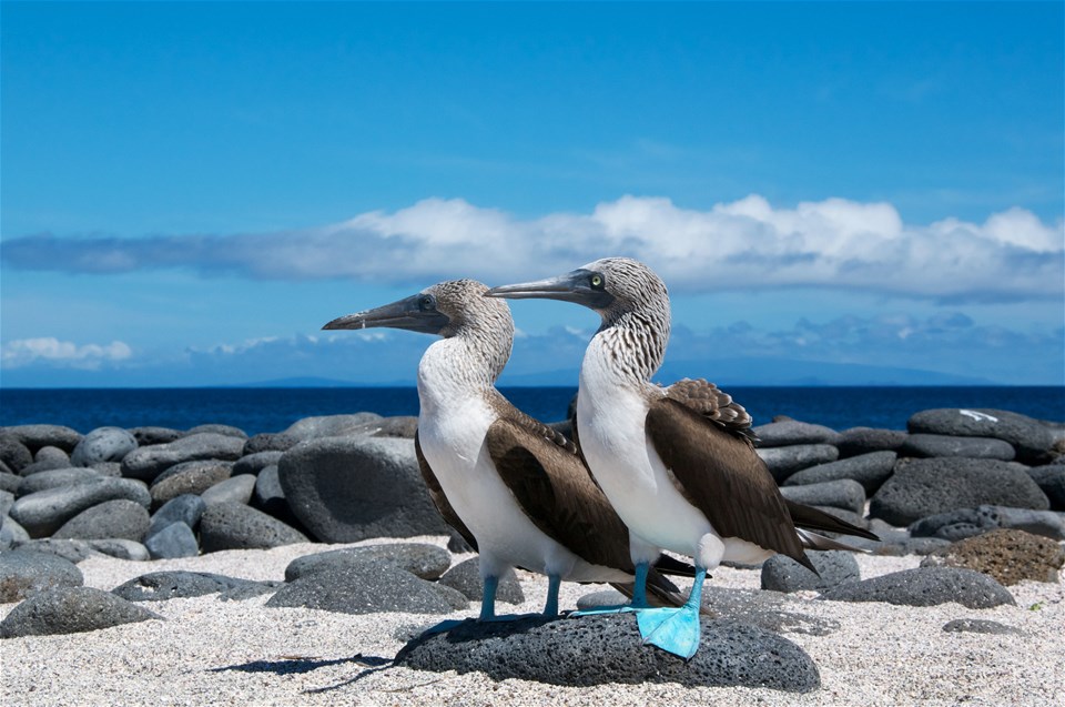 Galapagos - Hurtigruten Expeditions