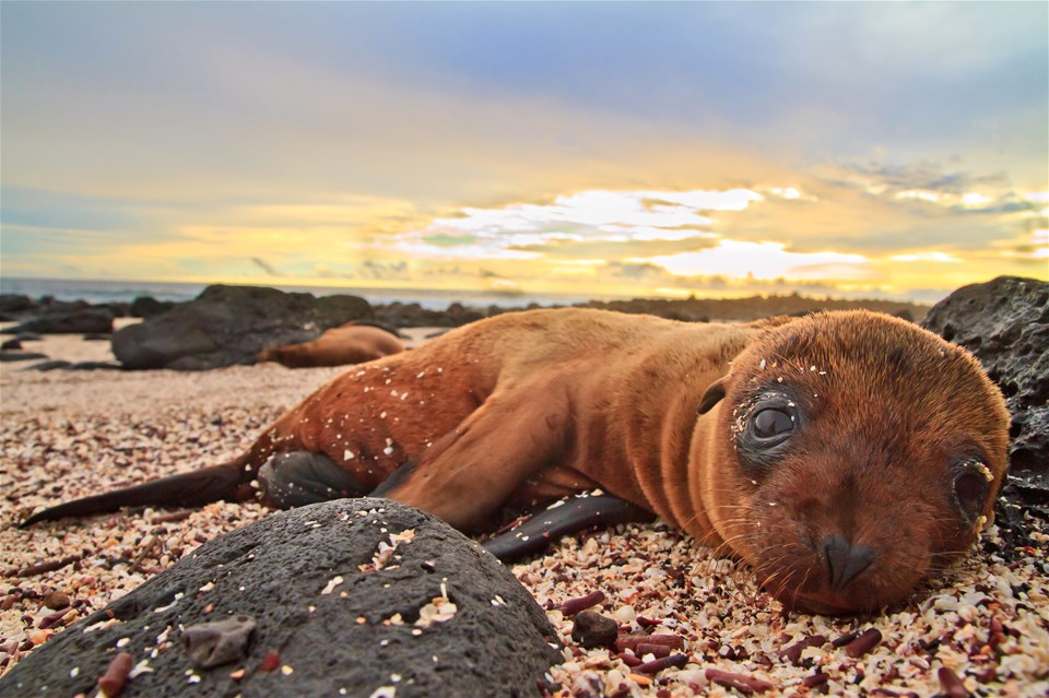 Essential Galapagos