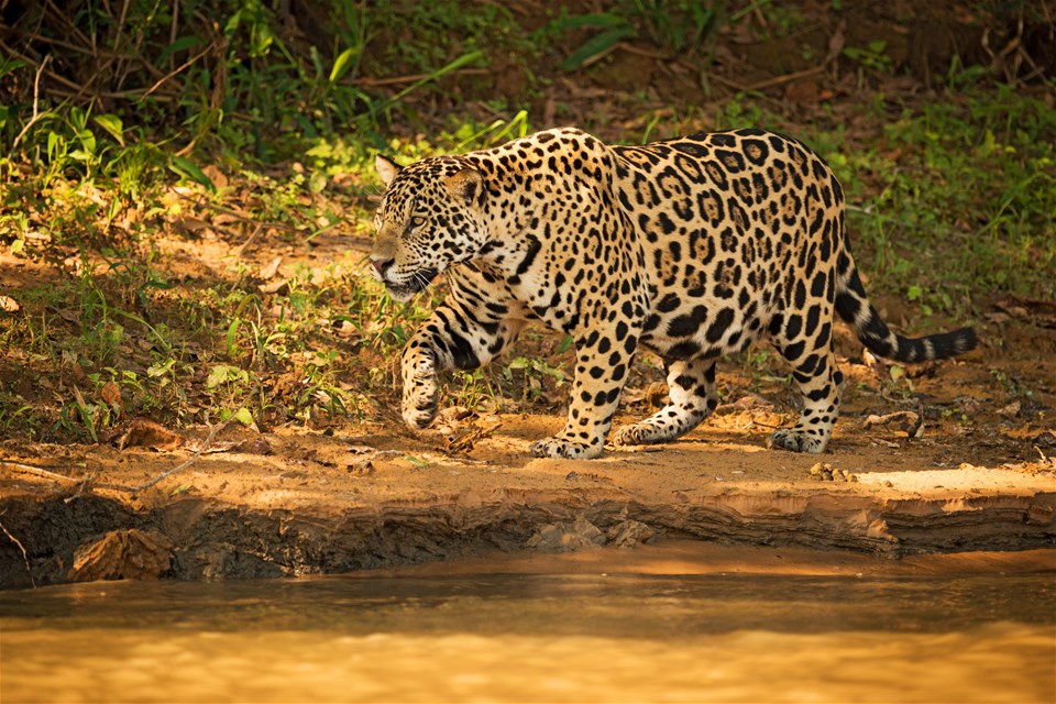 Jaguar Express, Araras Eco Lodge