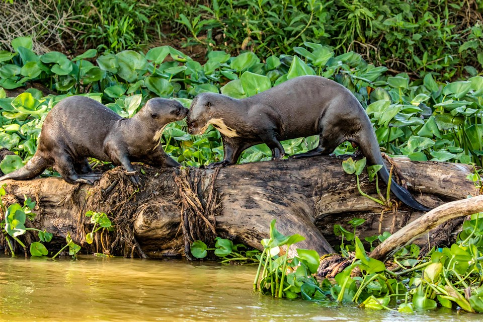 Wild Brazil