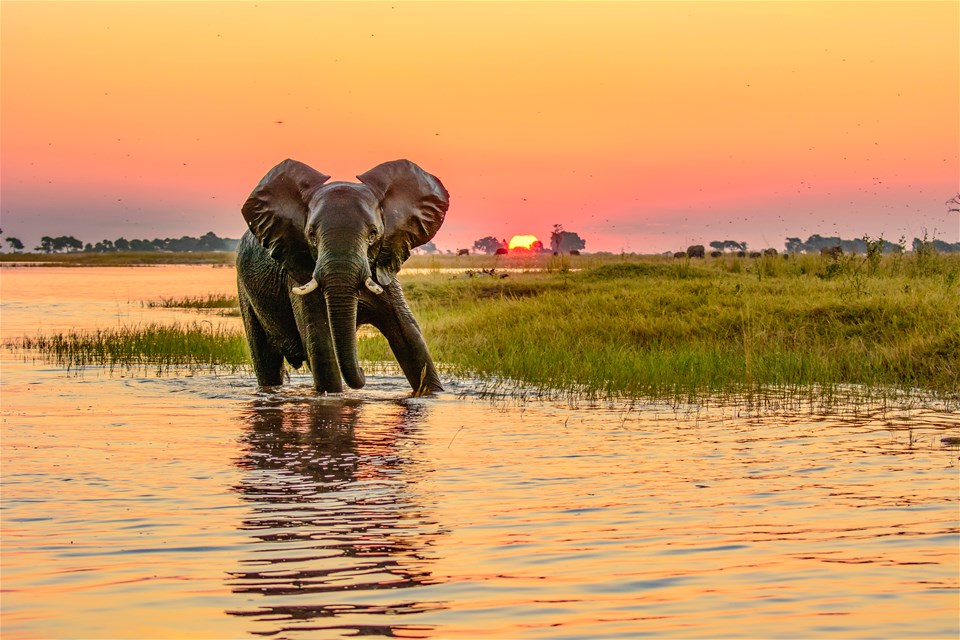 Linyanti Wilderness & Victoria Falls