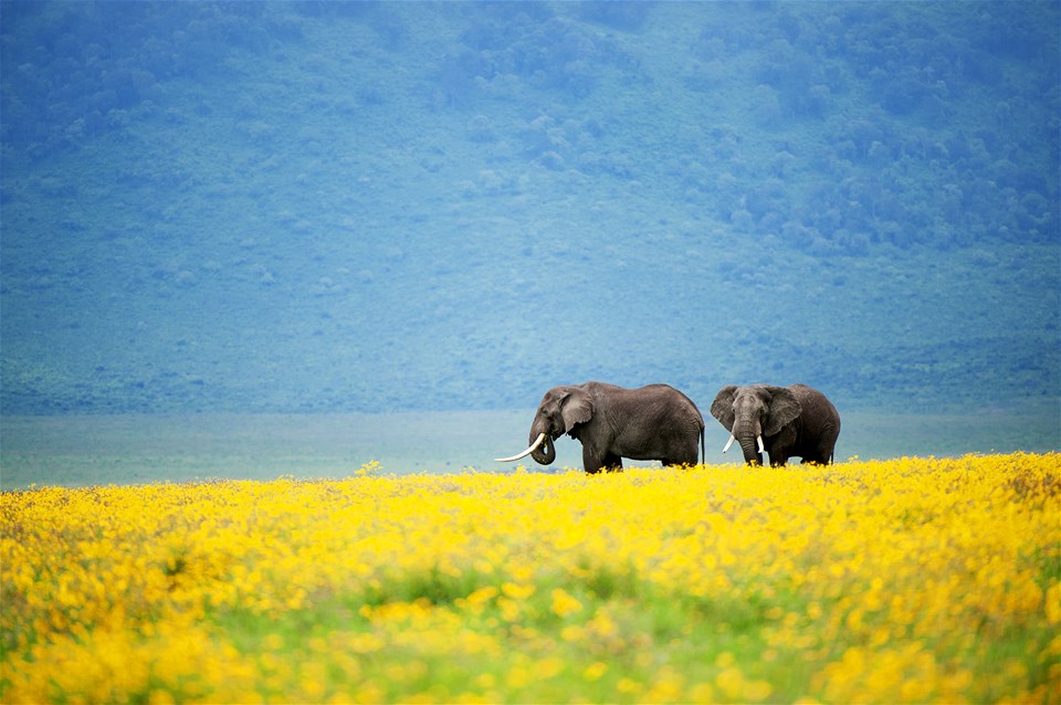 Ngorongoro & Serengeti Explorer (private)