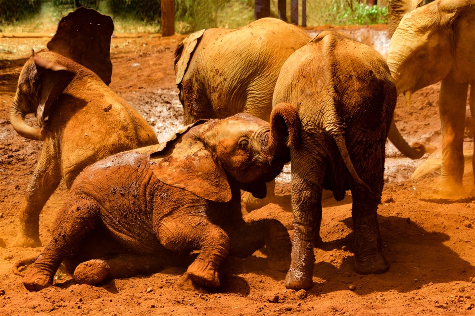 Sheldrick Elephant Orphanage, Karen Blixen Museum and Giraffe Centre