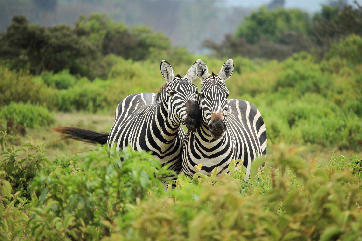 Akagera National Park