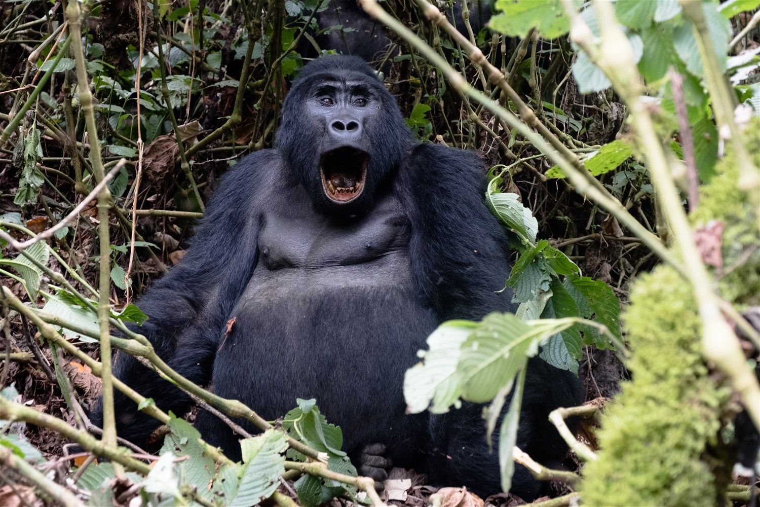 Bwindi Impenetrable National Park