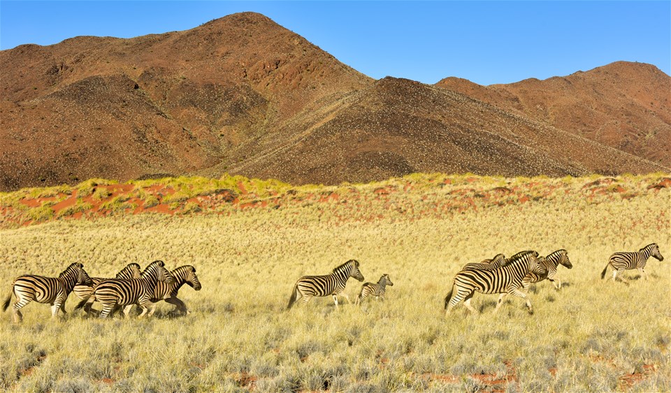 Namib Desert