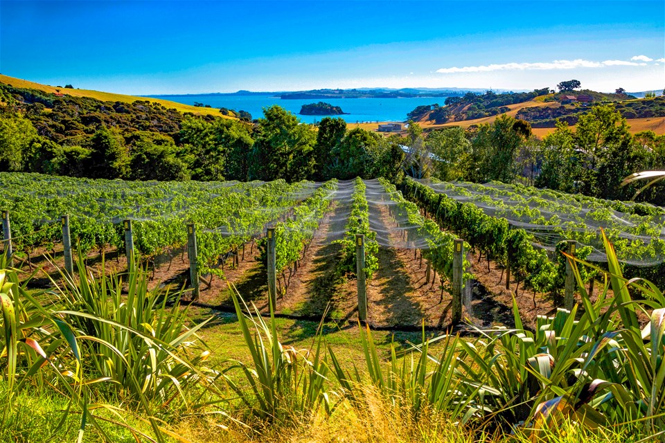 Taste of Waiheke