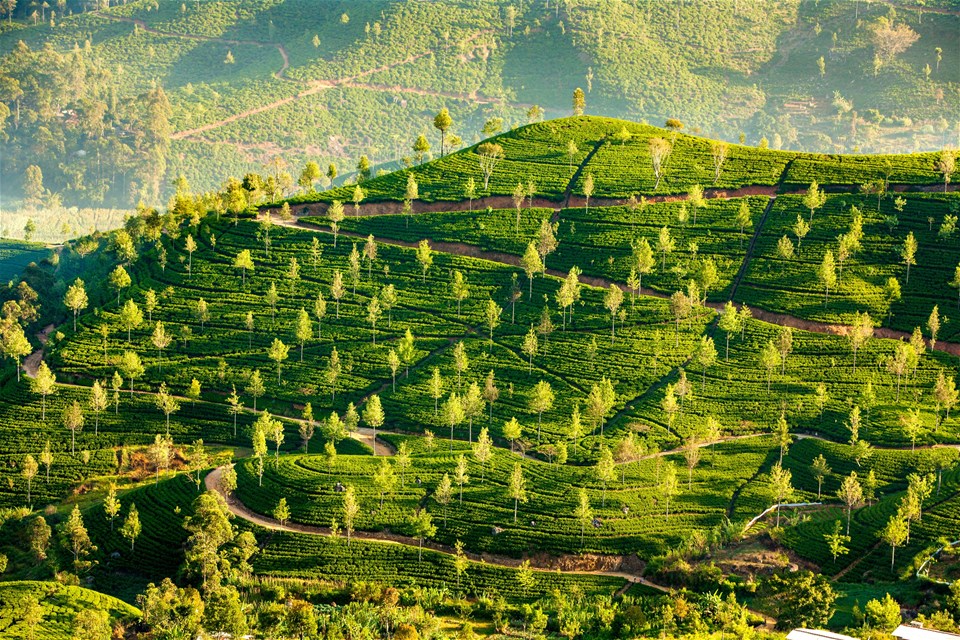 A Sri Lankan Sojourn