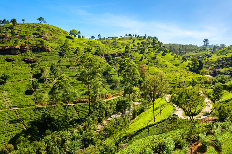 Sri Lankan Summer Escape