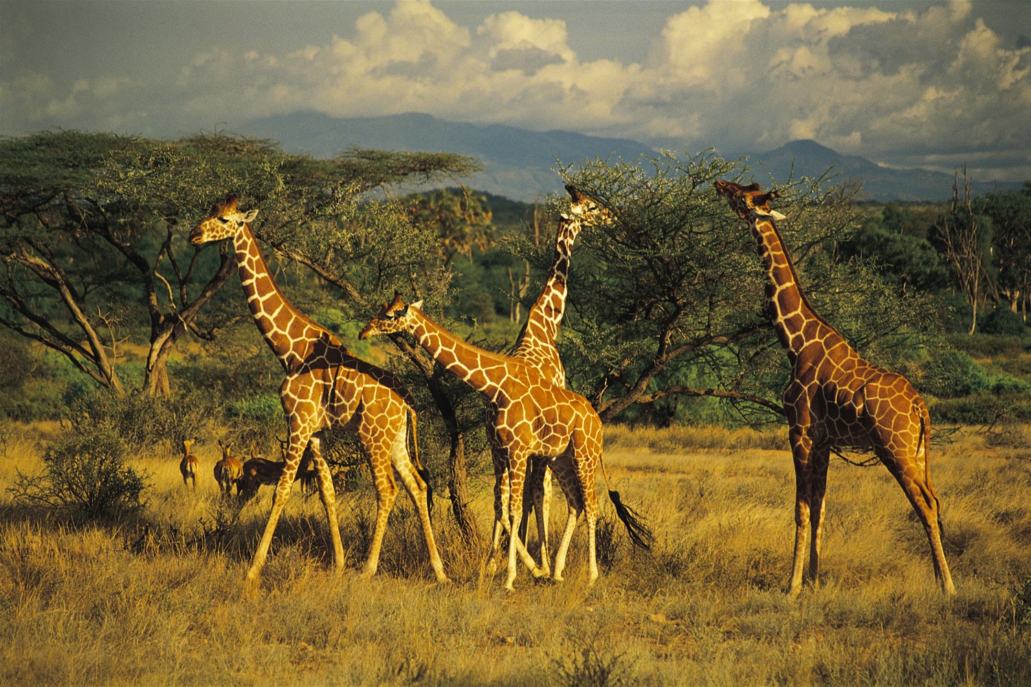 Samburu & Shaba National Reserve