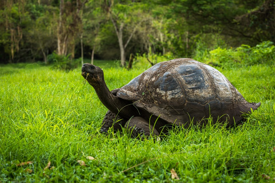 Galapagos - G Adventures