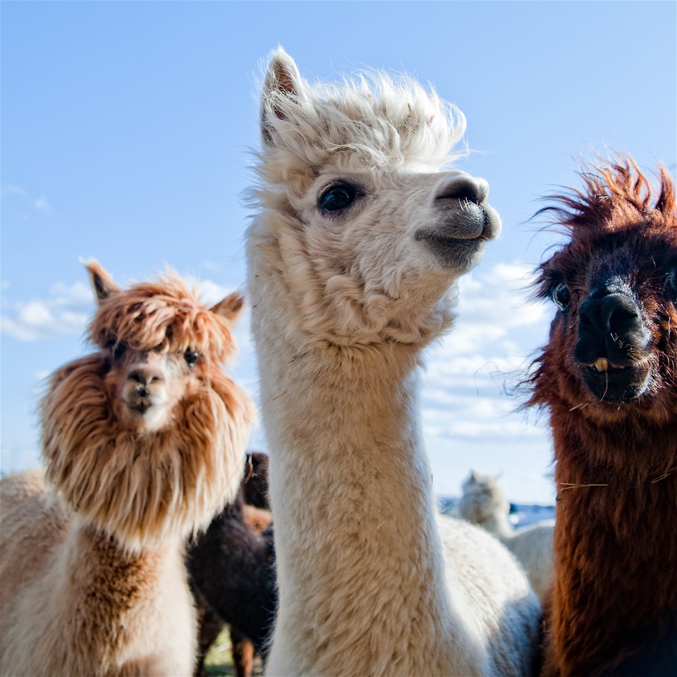 Arequipa's Countryside & Alpaca Experience