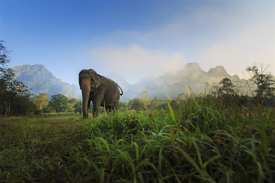 Bangkok, Elephant Hills and Khao Lak*