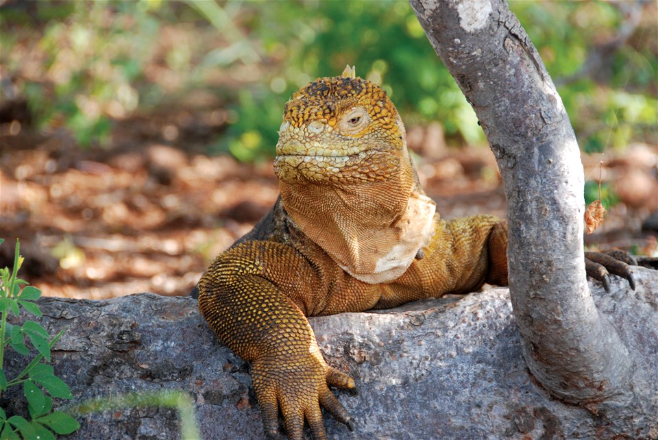 Galapagos Family Holiday