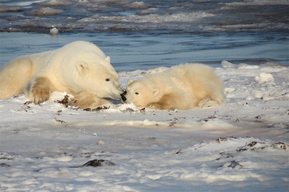 Ultimate Polar Bear Tour (Lazy Bear Expeditions)